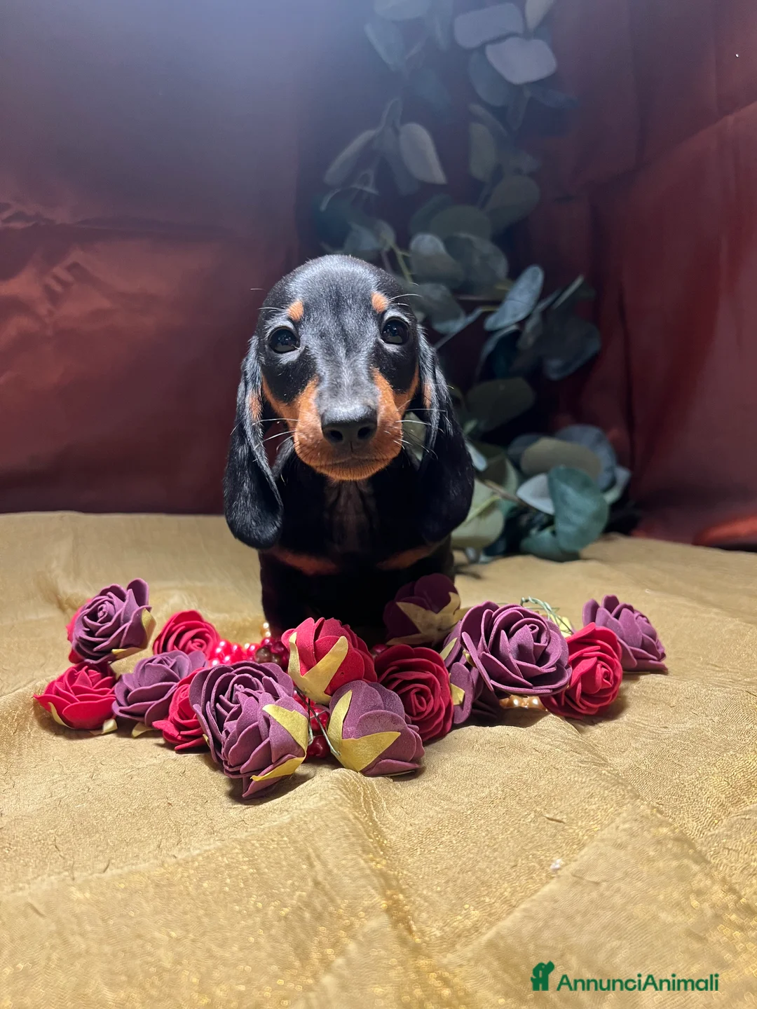 Immagine della galleria {{count}}