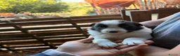 Meticcio cani in vendita: Incrocio cuccioli Border Collie  - Annuncio 4