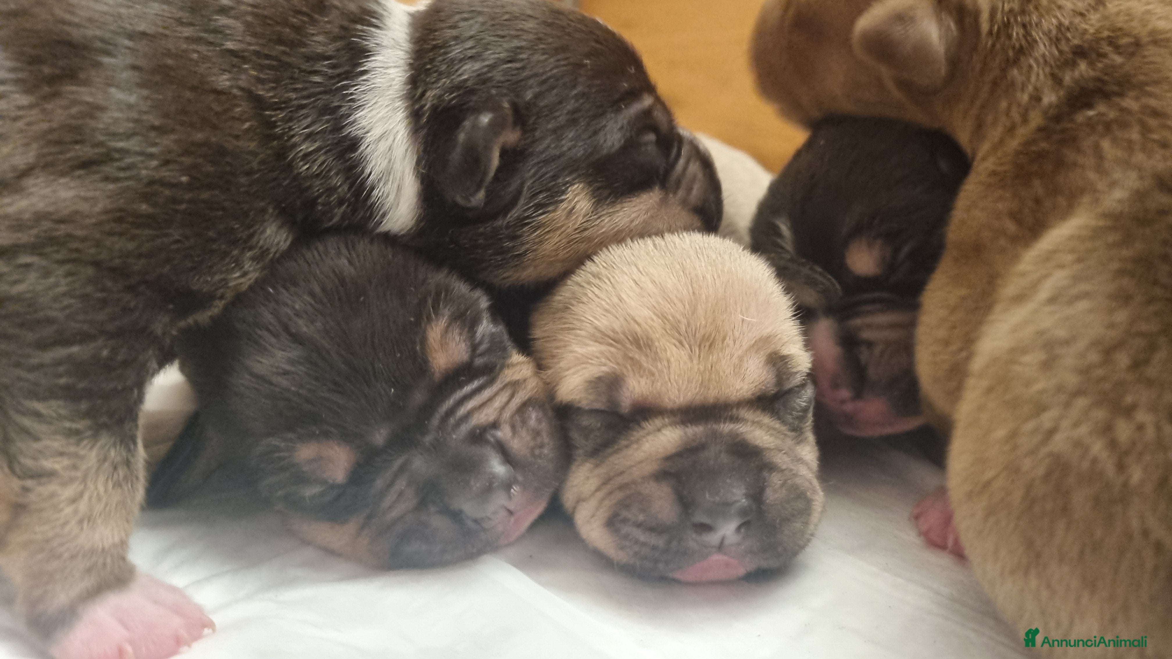 Pitbull cani American pitbull terrier  - Annuncio 2