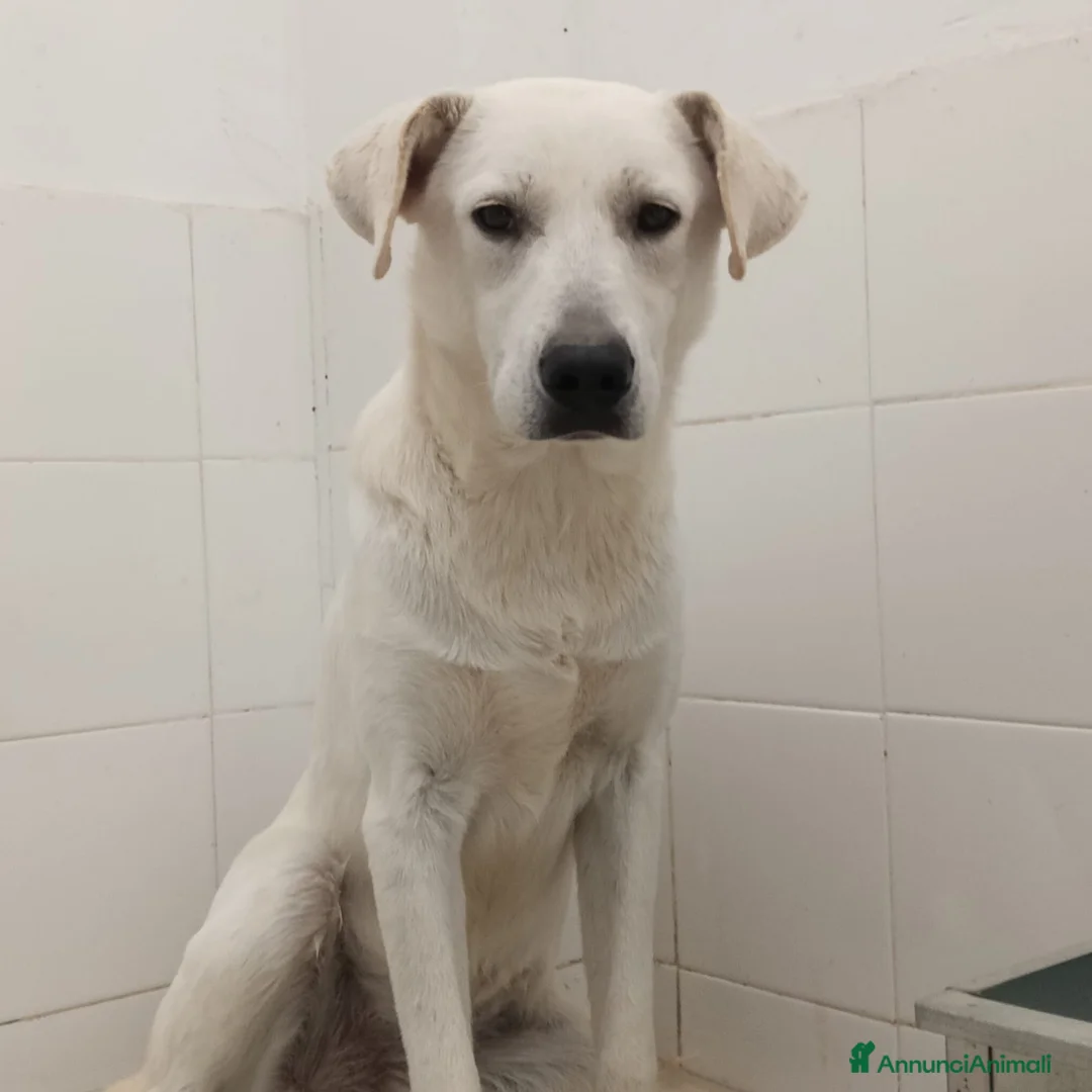 Meticcio cani in regalo: Jerry uno sguardo dolce - Annuncio 5