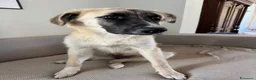 Meticcio cani in regalo: Cerchiamo urgente stallo casalingo postoperatorio  - Annuncio 14
