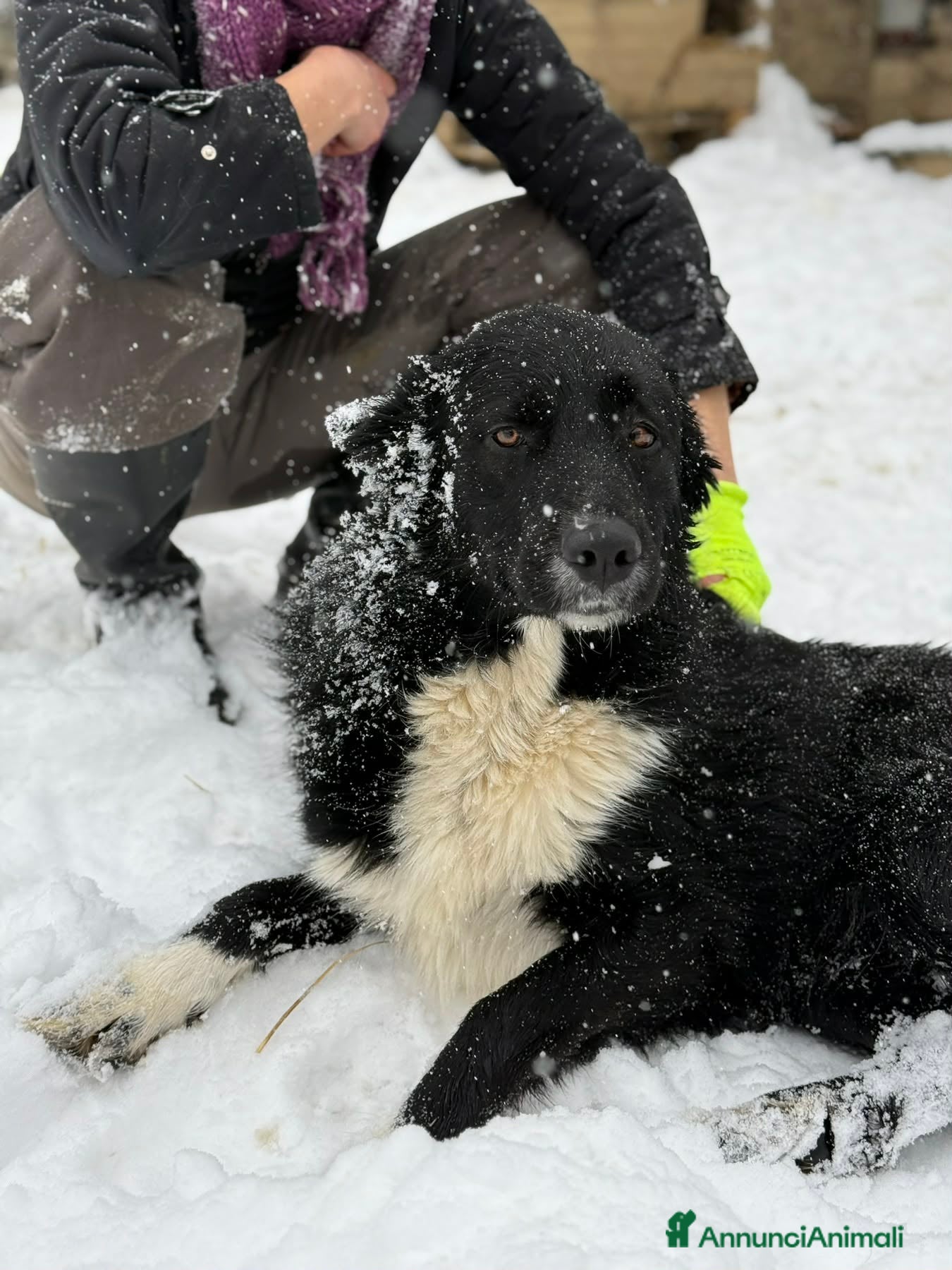 Meticcio cani DEJAN, affettuosissimo cagnolone di taglia GRANDE - Annuncio 1