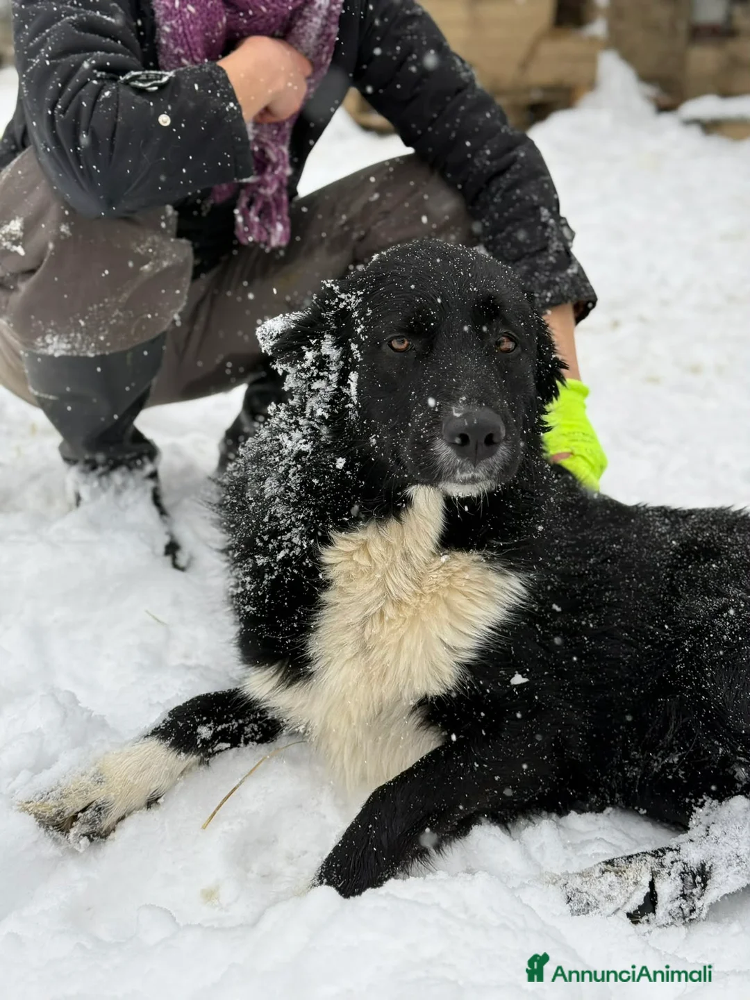 Meticcio cani in regalo: DEJAN, affettuosissimo cagnolone di taglia GRANDE - Annuncio 1