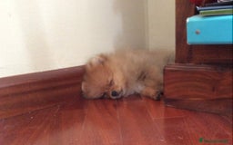 Volpino Pomerania cani in vendita: Volpino Spitz Pomerania adulto maschio a Città Metropolitana di Cagliari - Immagine 12