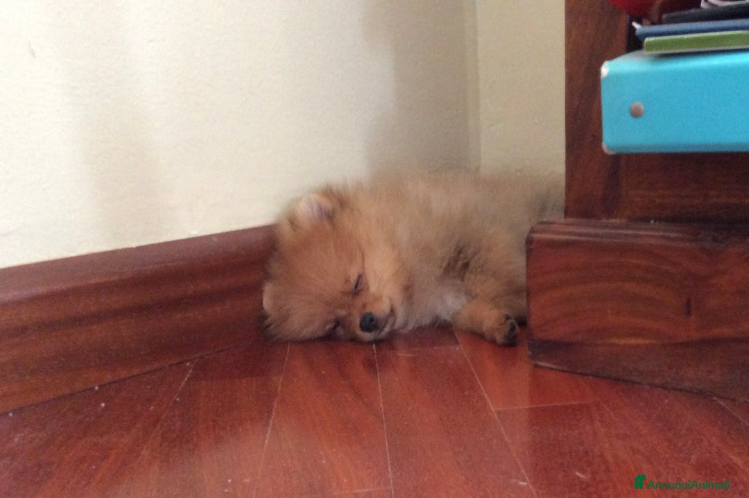 Volpino Pomerania cani in vendita: Volpino Spitz Pomerania adulto maschio a Città Metropolitana di Cagliari - Immagine 12
