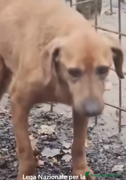 Meticcio cani ADOZ.DEL💔:lupetto maltrattato,picchiato,frustato! - Annuncio 3