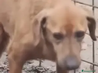 Meticcio cani ADOZ.DEL💔:lupetto maltrattato,picchiato,frustato! - Annuncio 3
