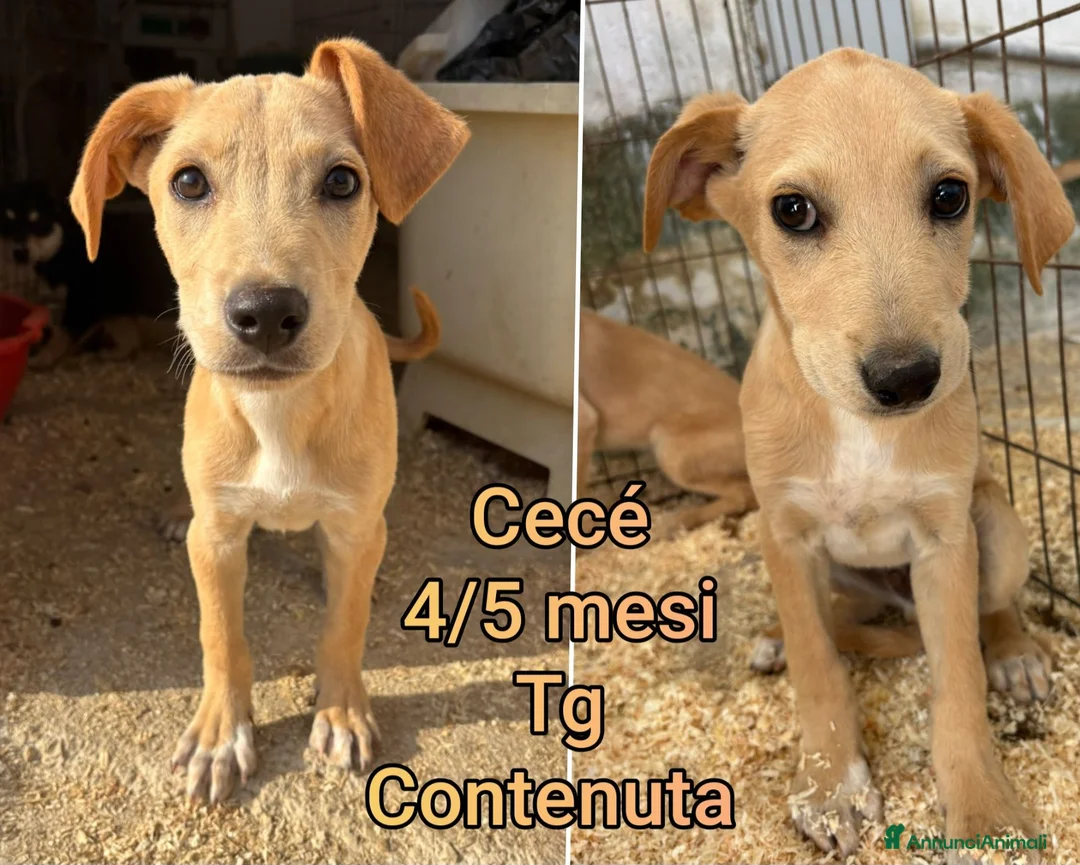 Meticcio cani in regalo: TROPPI CUCCIOLI SOLI IN RIFUGIO  a Provincia di Verona - Annuncio 2
