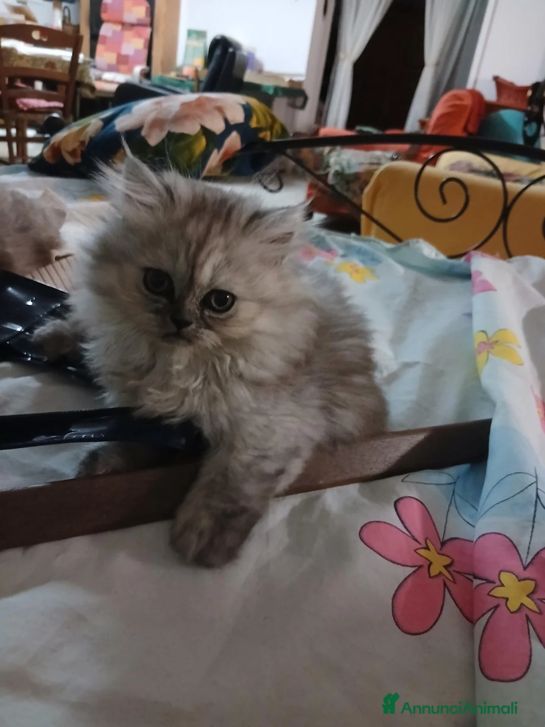 Persiano gatti in vendita: Animali  - Annuncio 2