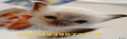 Ragdoll gatti in vendita: femmina ragdoll vendita - Annuncio 3