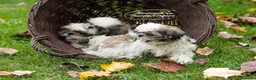 Shih Tzu cani in vendita: Piccoli Shihtzu - Annuncio 3