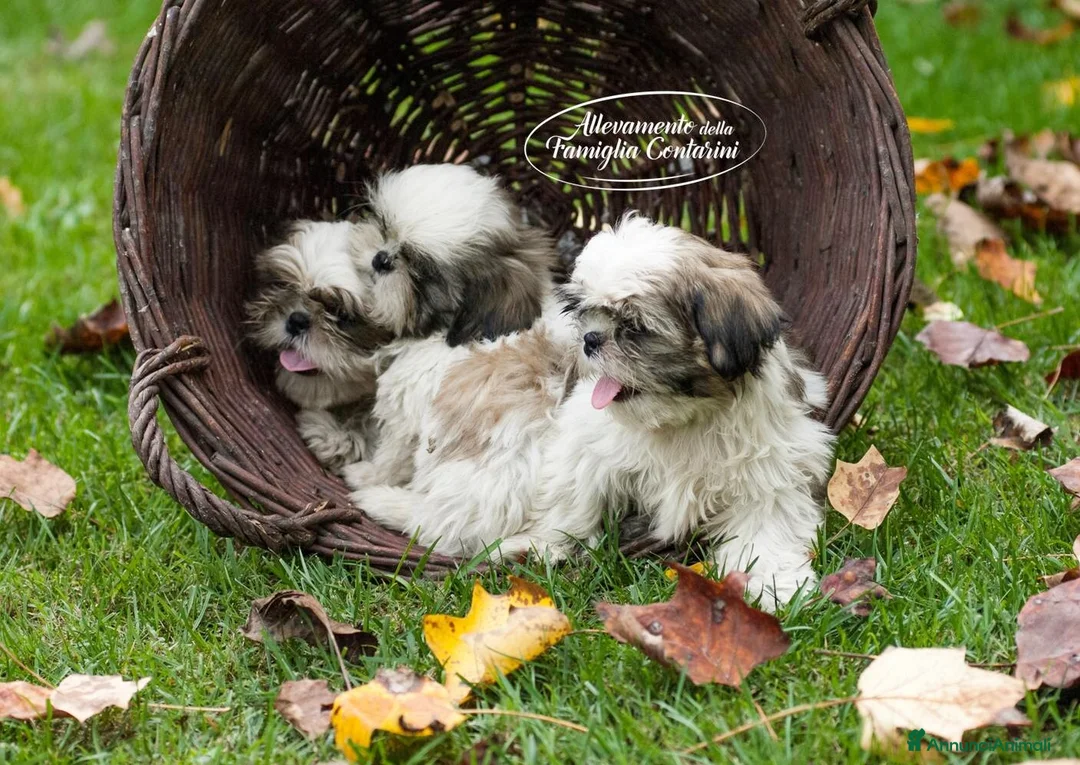 Shih Tzu cani in vendita: Piccoli Shihtzu - Annuncio 3