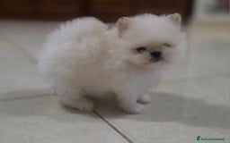Volpino Pomerania cani in vendita: Maschietto pomerania disponibile a Provincia di Vibo Valentia - Immagine 2