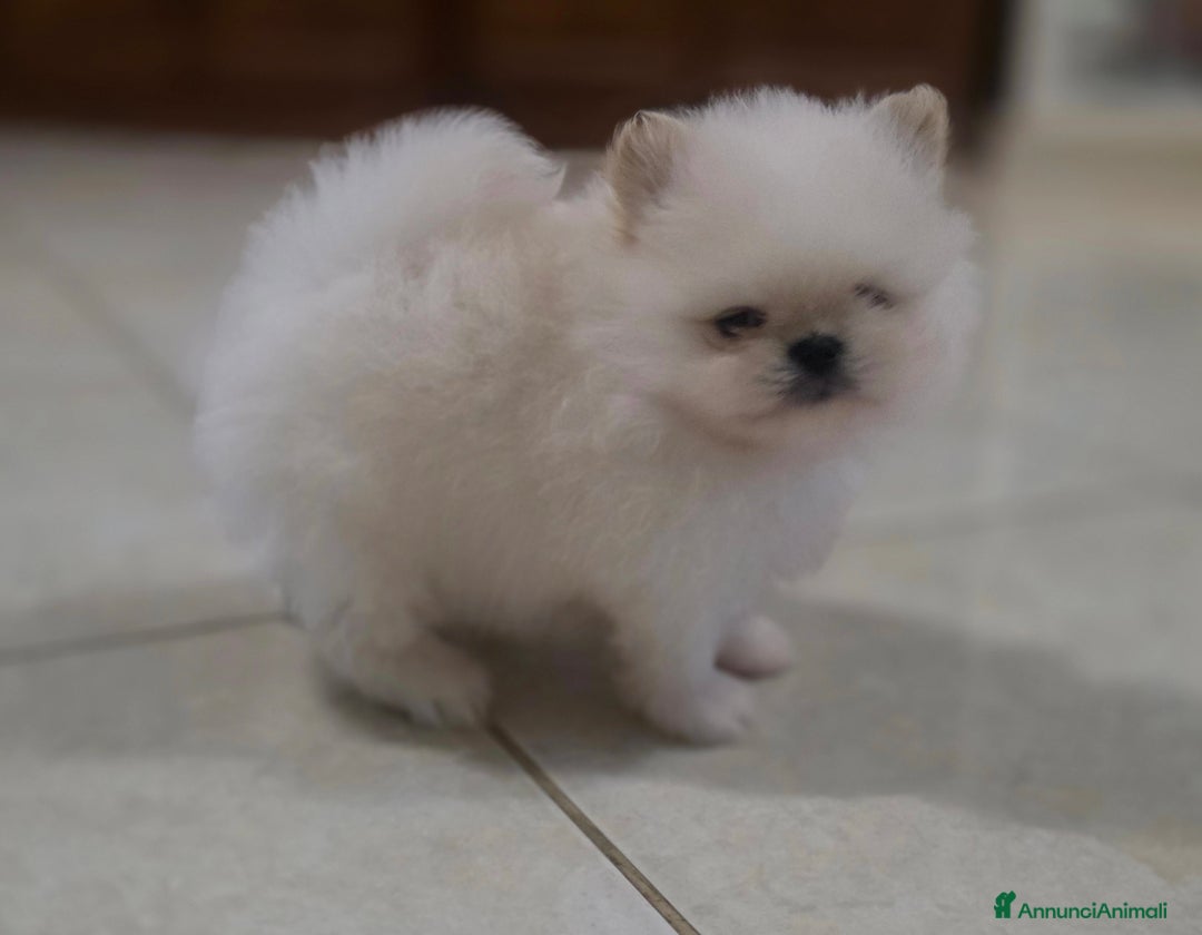 Volpino Pomerania cani in vendita: Maschietto pomerania disponibile a Provincia di Vibo Valentia - Immagine 2