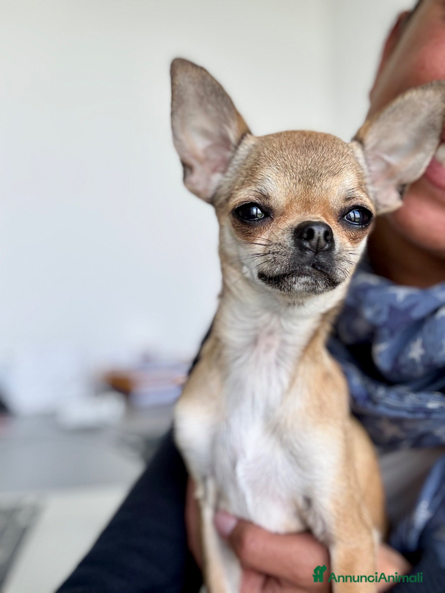 Chihuahua cani in vendita: Giovane Chihuahua femmina pelo corto  - Annuncio 1