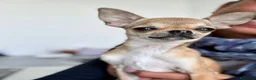 Chihuahua cani in vendita: Giovane Chihuahua femmina pelo corto  - Annuncio 1
