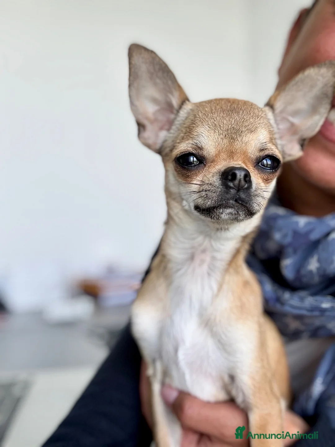 Chihuahua cani in vendita: Giovane Chihuahua femmina pelo corto  - Annuncio 1