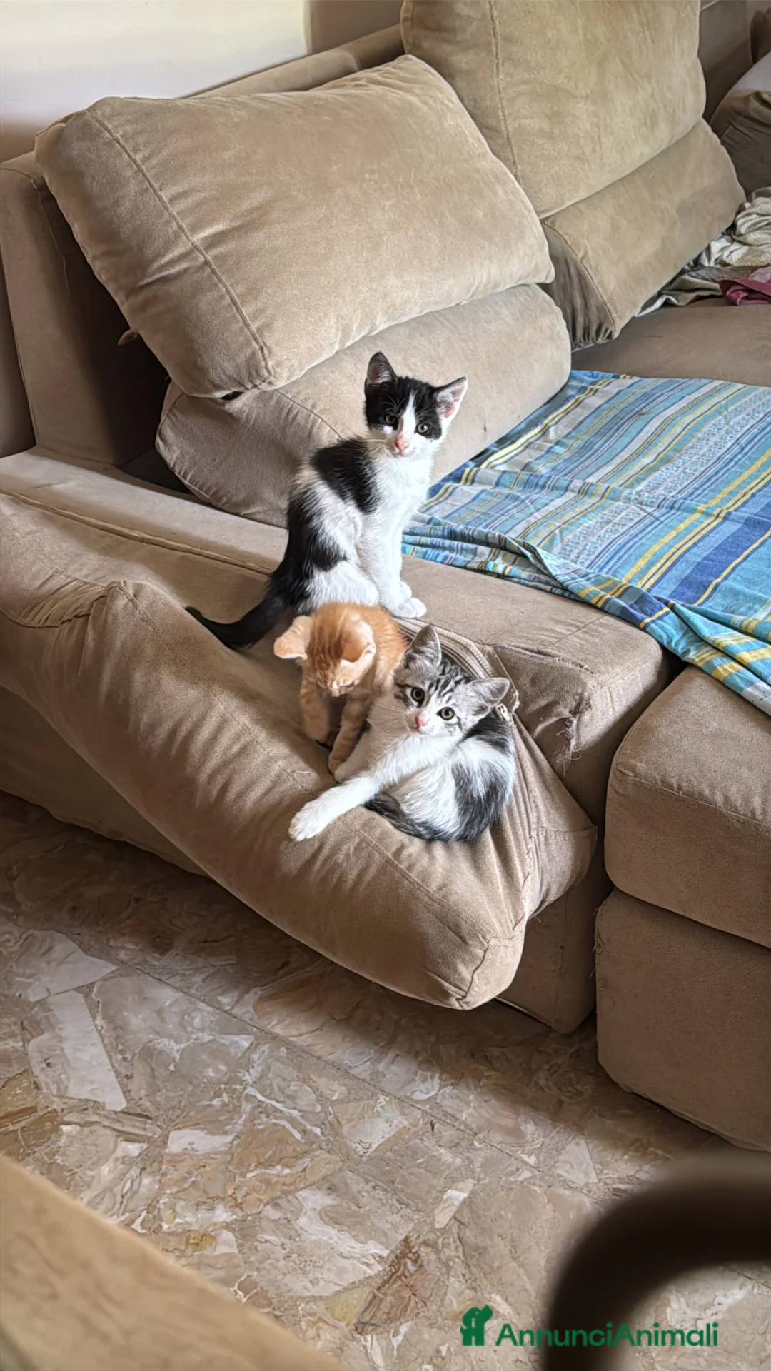 Europeo gatti in regalo: 4 cuccioline cercano casa  - Annuncio 8