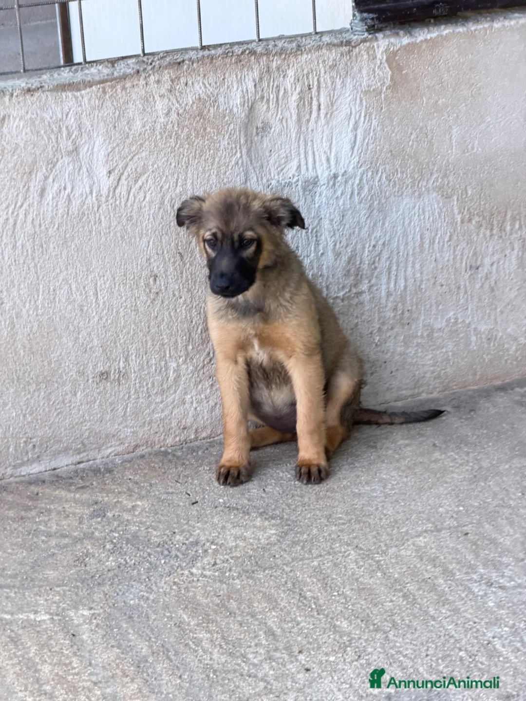 Meticcio cani in regalo: Rose e Lea a Provincia di Verona - Annuncio 6