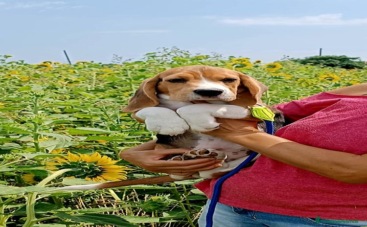 Beagle cani a Provincia di Forlì-Cesena - Annuncio 2