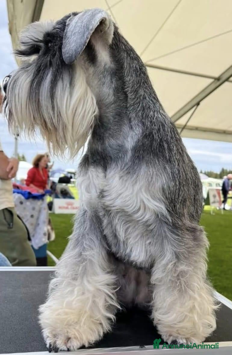 Mini Schnauzer cani Quattro piccoli Schnauzer Nani  - Annuncio 3