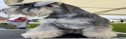 Mini Schnauzer cani in vendita: Quattro piccoli Schnauzer Nani  a Provincia autonoma di Bolzano - Alto Adige - Annuncio 1