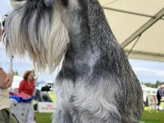 Mini Schnauzer cani Quattro piccoli Schnauzer Nani - Annuncio 3