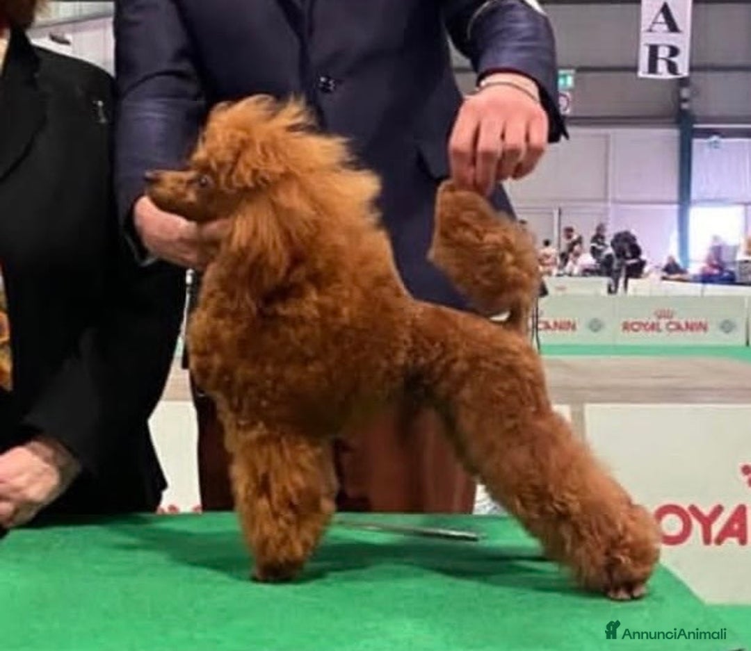 Barboncino Toy cani in vendita: Barboncini Toy  - Annuncio 3