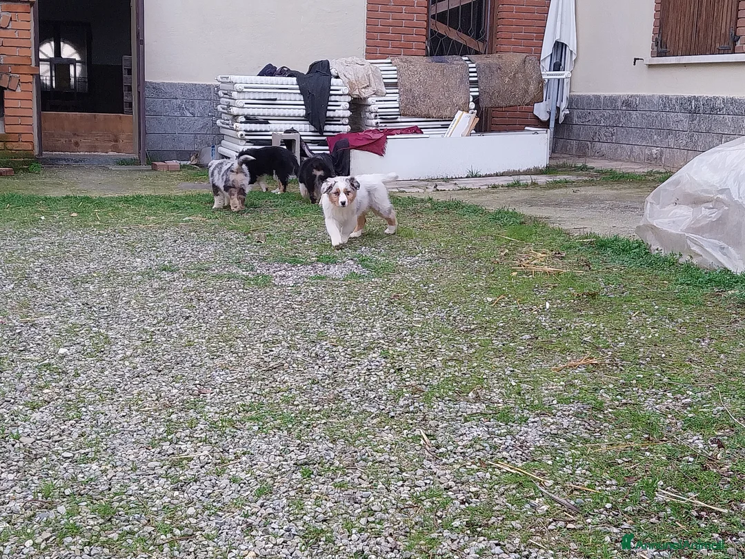Australian Shepherd cani in vendita: Cuccioli australian shepard  a Provincia di Pavia - Annuncio 8