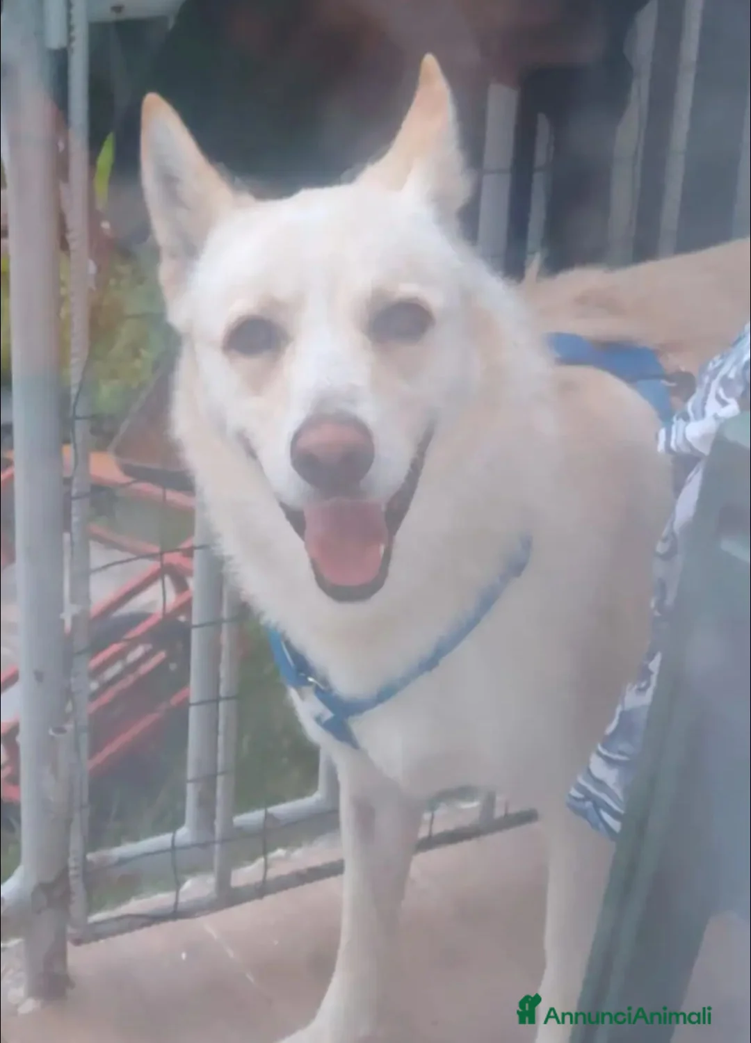 Meticcio cani in regalo: Cesare 1anno e 2abbandoni,presto in strada! PUGLIA - Annuncio 2