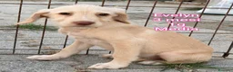 Meticcio cani in regalo: CUCCIOLI ABBANDONATI: URGENTE  a Città Metropolitana di Torino - Annuncio 9
