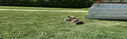 Jack Russell cani in vendita: Cucciolo jack Russell (recupero spese) a Provincia di Forlì-Cesena - Annuncio 2