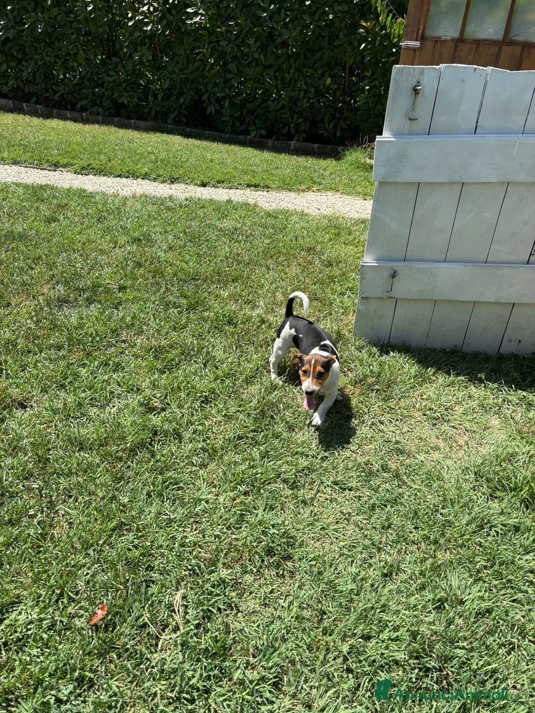Jack Russell cani in vendita: Cucciolo jack Russell (recupero spese) a Provincia di Forlì-Cesena - Annuncio 2