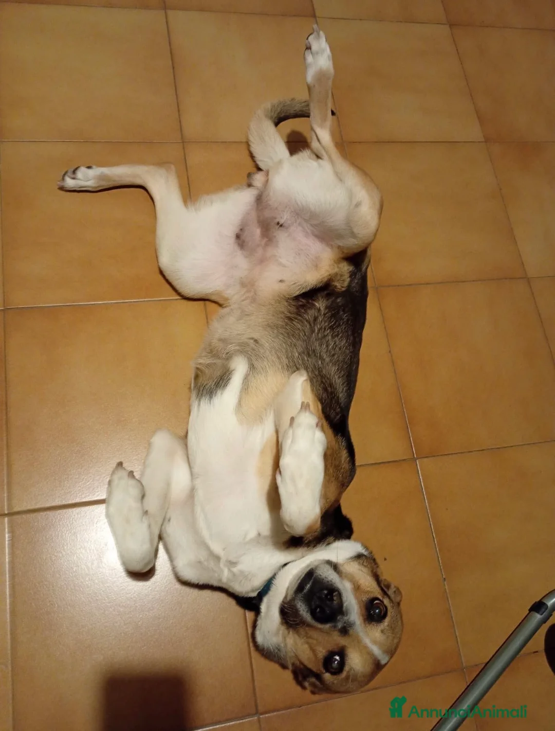 Meticcio cani in regalo: Sally rischia il canile - Milano a Città metropolitana di Milano - Annuncio 2