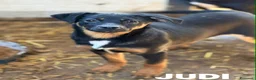 Meticcio cani in regalo: JUDI, coccolona rimasta sola! TG MEDIO PICCOLA - Annuncio 3