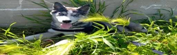 Husky cani in regalo: Cerco Adozione per La Mia Husky  a Provincia di Taranto - Annuncio 1