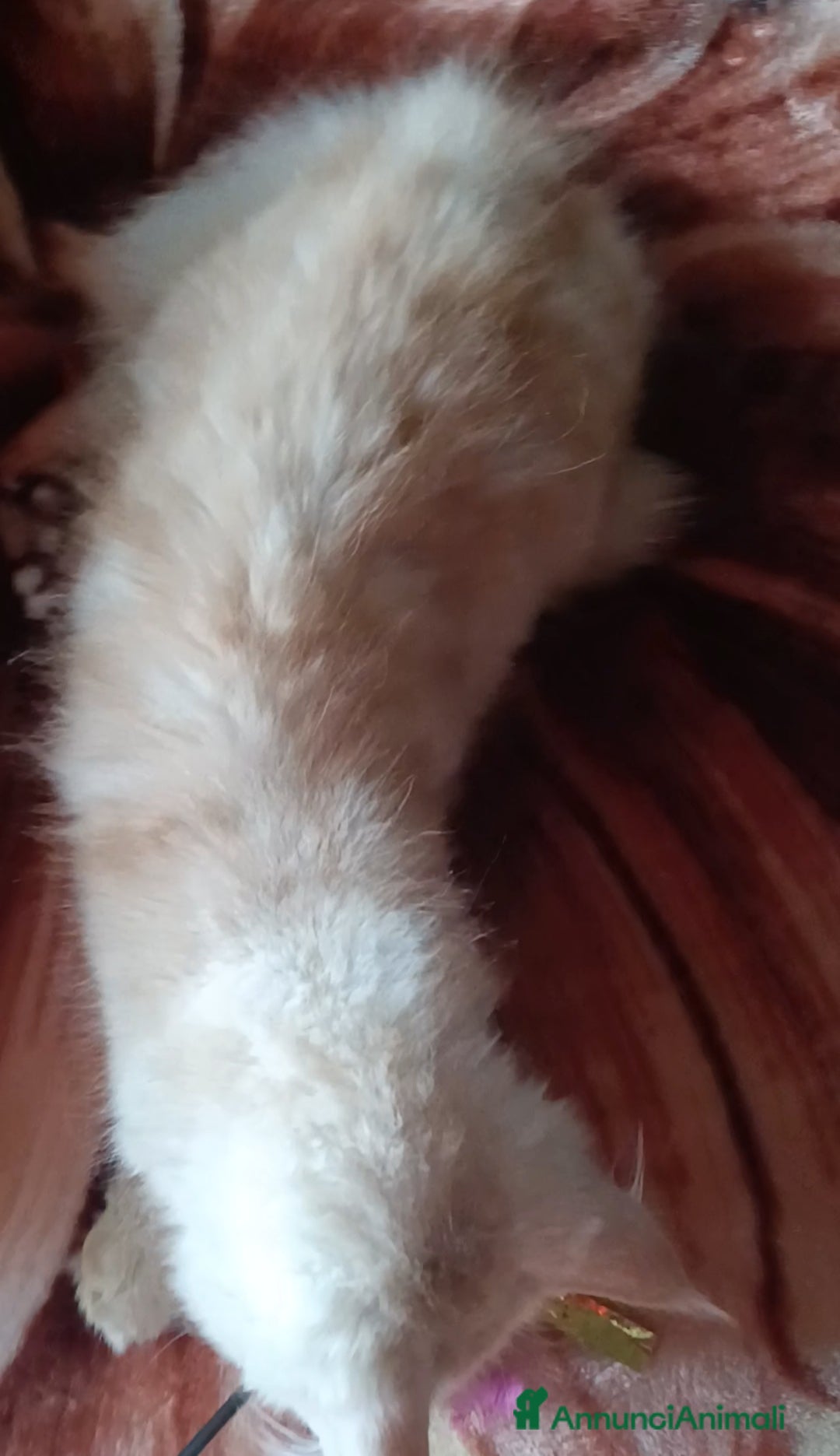 Maine Coon gatti in vendita: Cucciolo Maine coon  - Annuncio 6