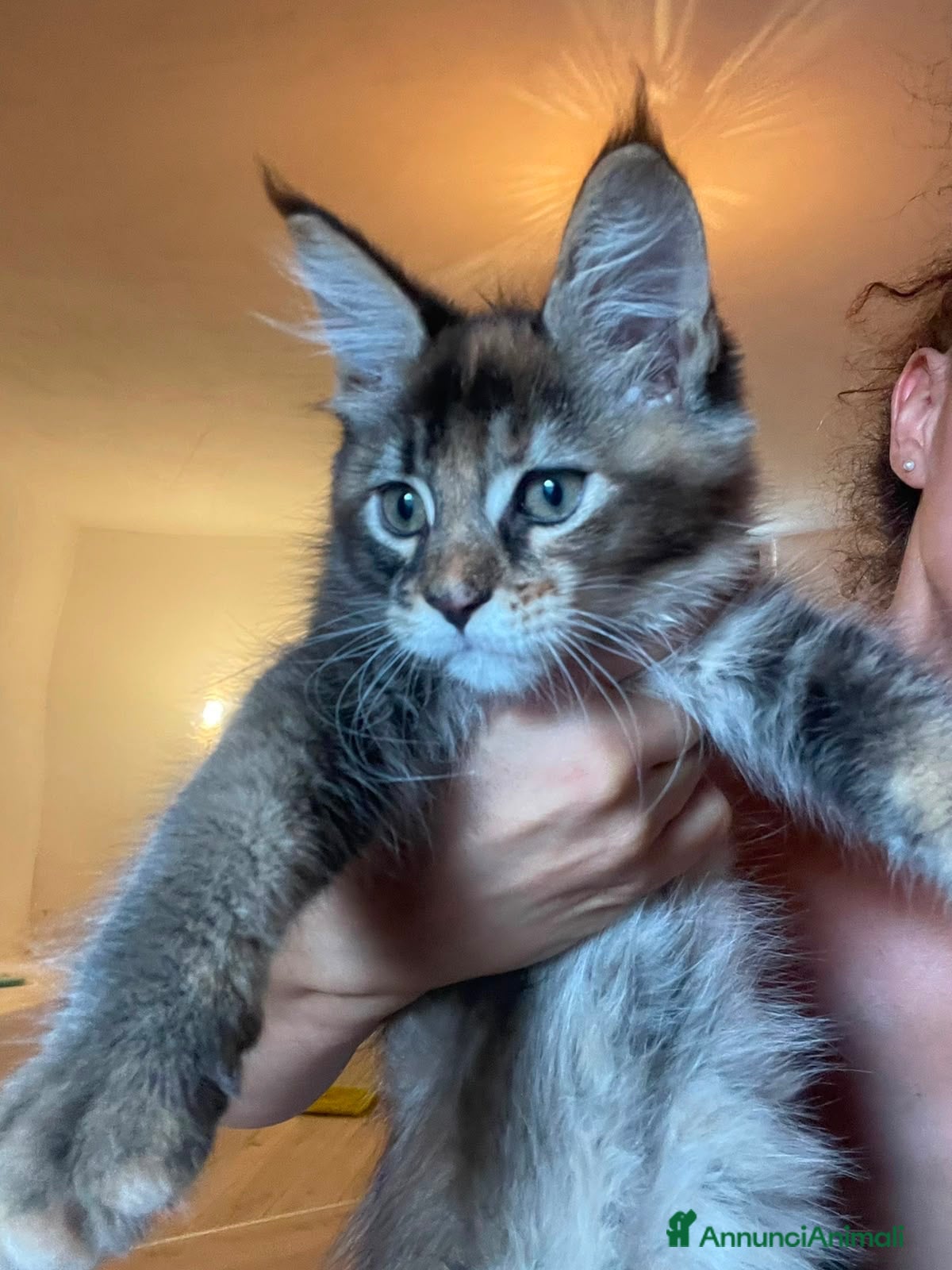 Maine Coon gatti CUCCIOLE MAINE COON SHADED PREGIATE 3 rate - Annuncio 1