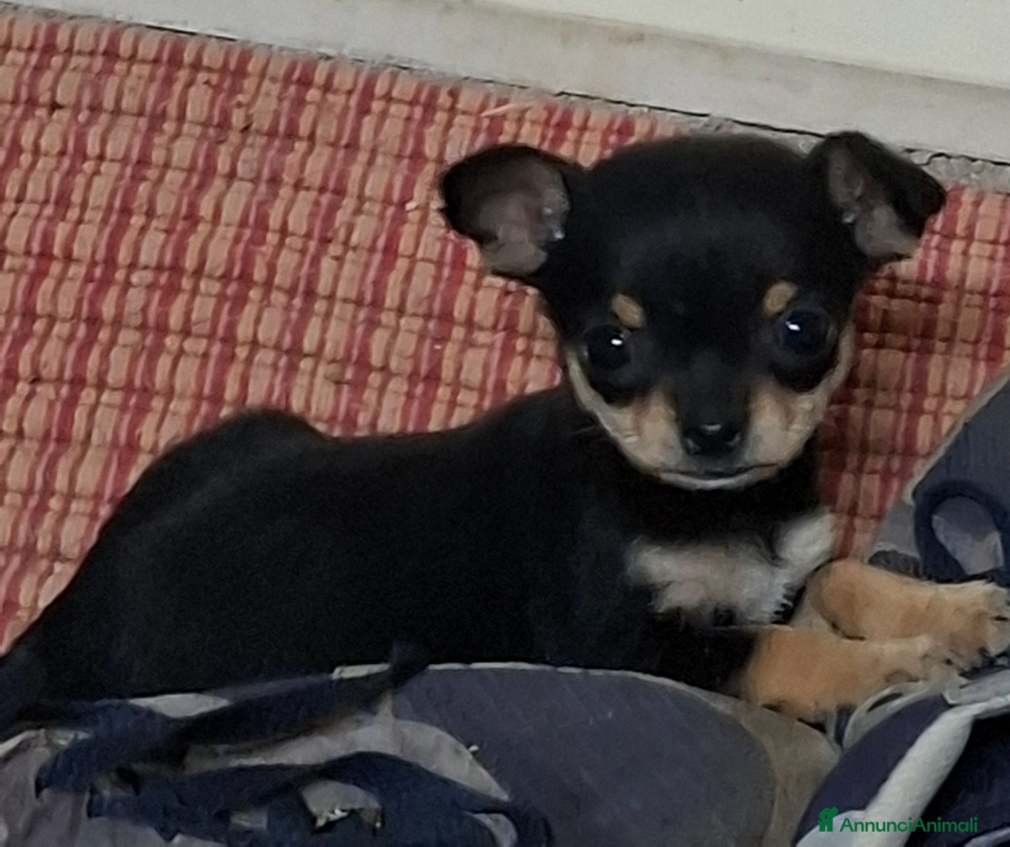 Chihuahua cani Chihuahua femmina - Annuncio 14