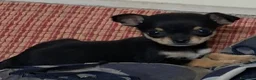 Chihuahua cani in vendita: Chihuahua femmina - Annuncio 1
