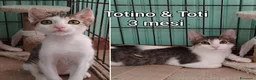 Altre razze gatti in regalo: Gattini in cerca d'amore  a Città Metropolitana di Bologna - Annuncio 4