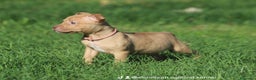 Pitbull cani in vendita: Cuccioli Pit Bull con Pedigree anche a rate - Annuncio 19