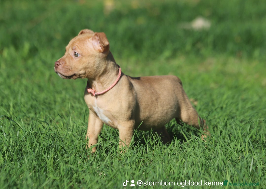 Pitbull cani in vendita: Cuccioli Pit Bull con Pedigree anche a rate - Annuncio 19