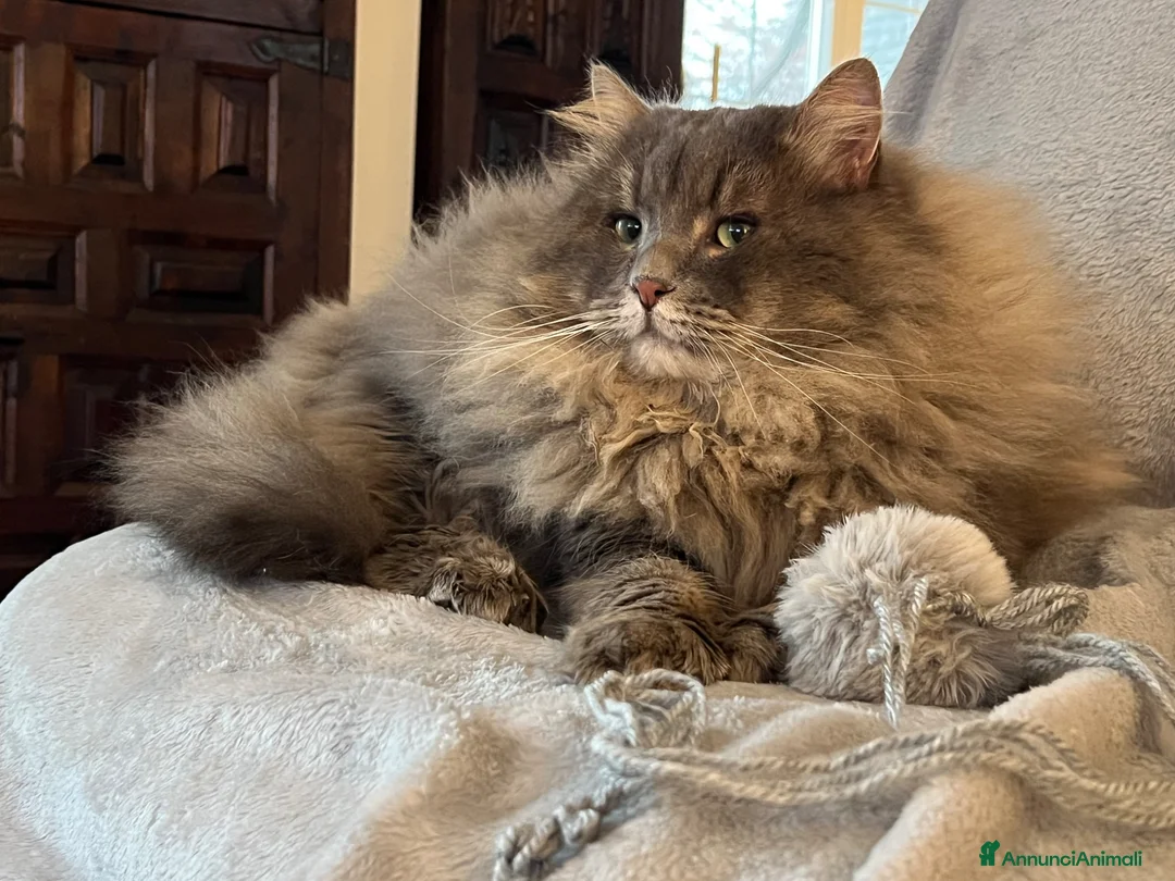 Siberiano gatti in vendita: Cuccioli di gatto siberiano  - Annuncio 8