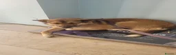 Meticcio cani in regalo: Anais, la nostra splendida lupetta - Annuncio 8