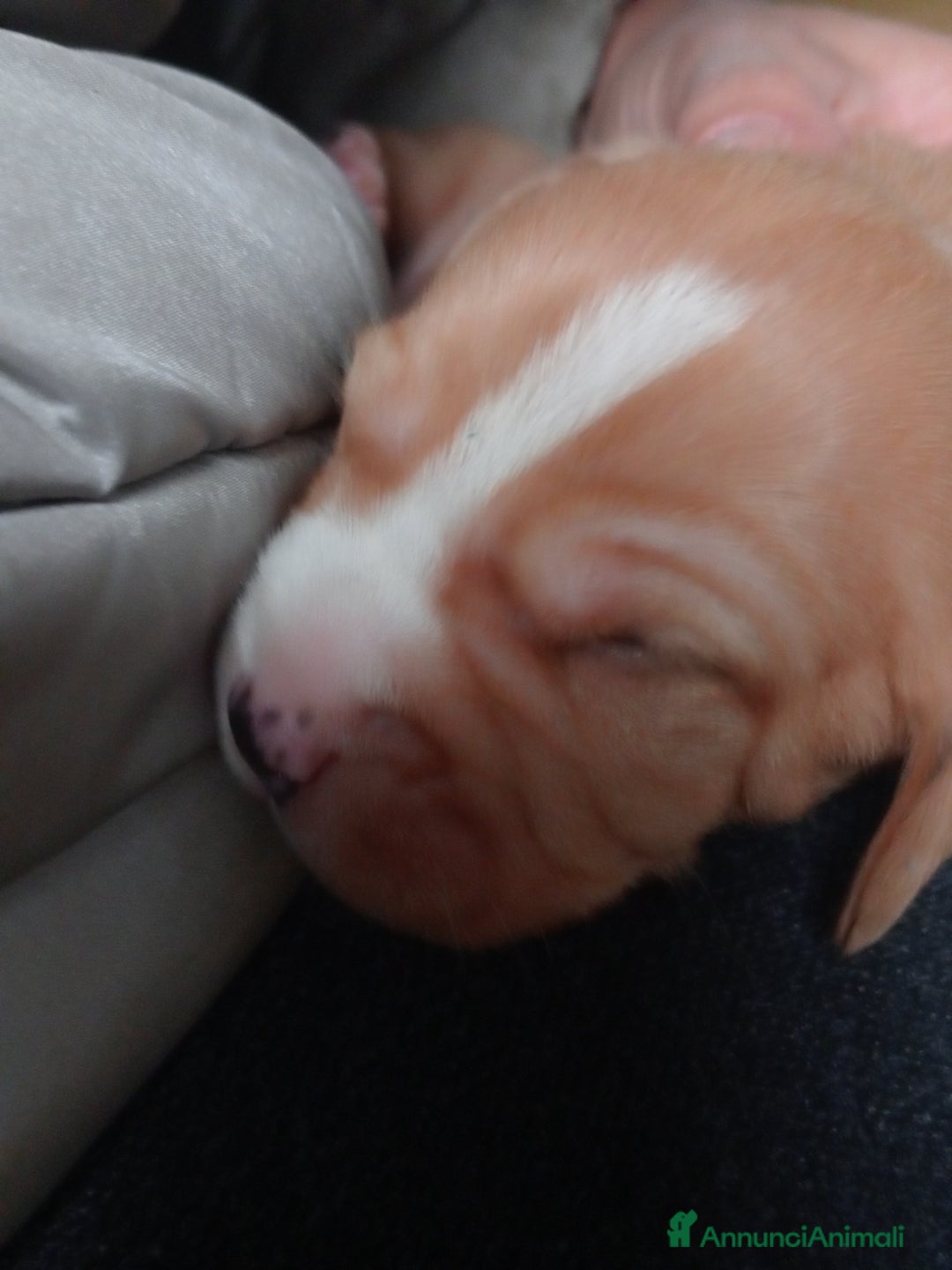 Meticcio cani in vendita: Cuccioli di Amstaff  - Annuncio 11