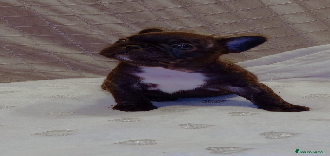 Immagine della galleria {{count}}