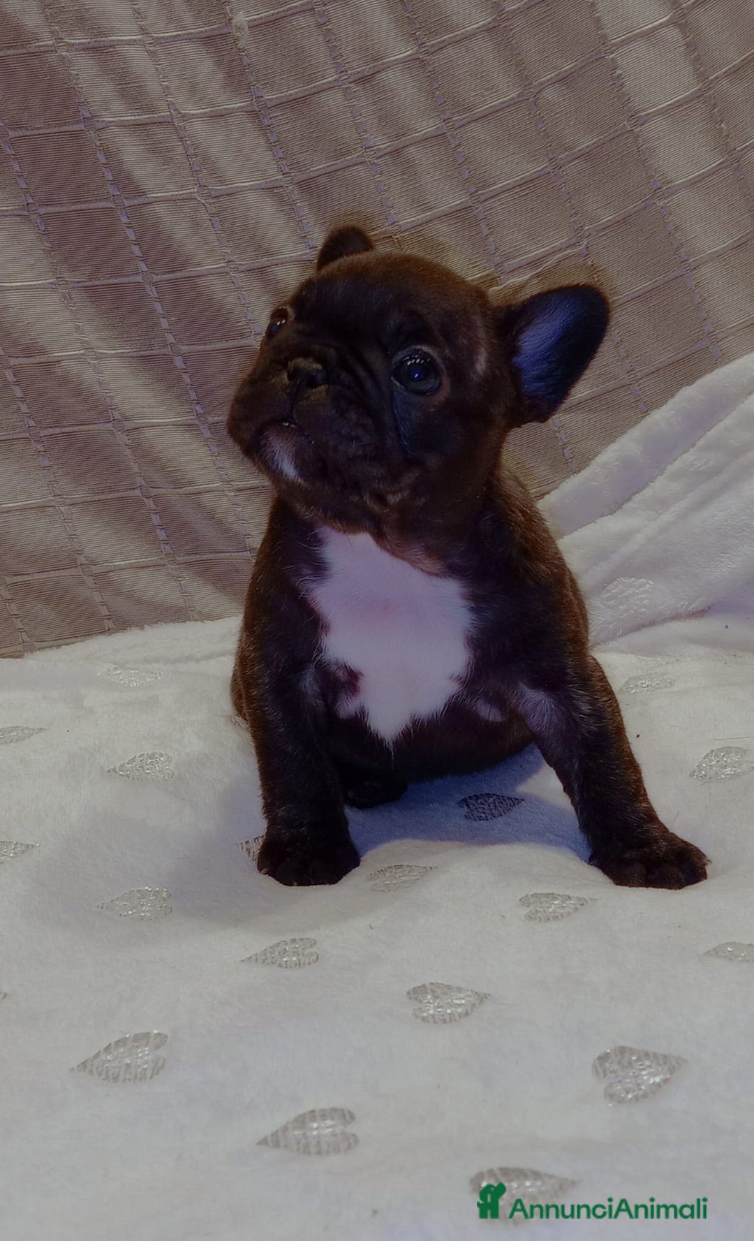 Immagine della galleria {{count}}