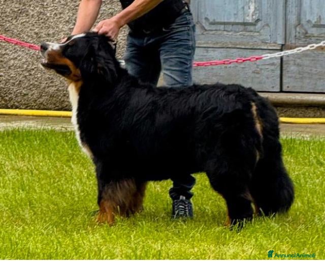 Bovaro del Bernese cani Bovaro Del Bernese cuccioli disponibili - Annuncio 2