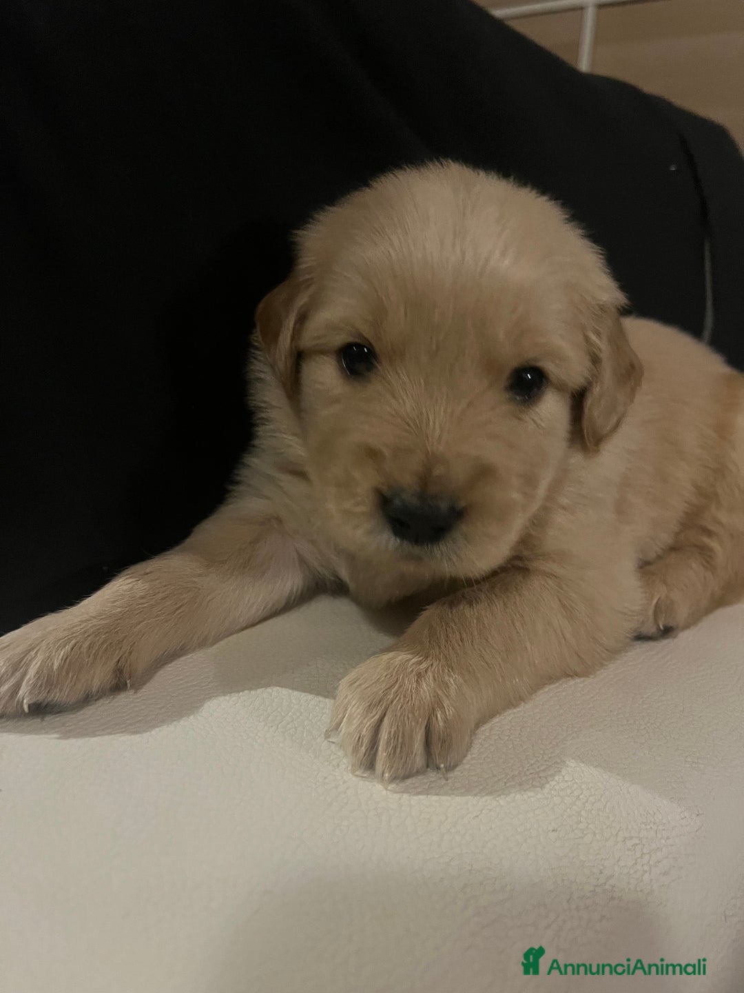 Golden Retriever cani in vendita: Cucciolo di Golden retriver anglo americani  - Annuncio 5